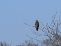 bussard1