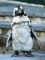 pinguin