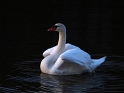 schwan01