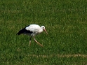 storch02