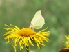 Schmetterling auf Blume