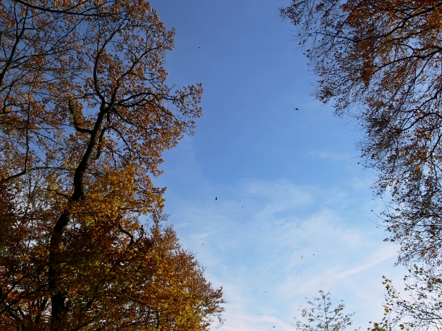 herbstlich02.JPG