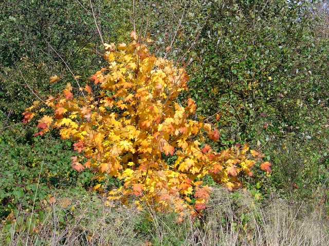 herbstlich03.jpg