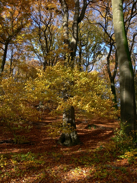 herbstlich06.JPG