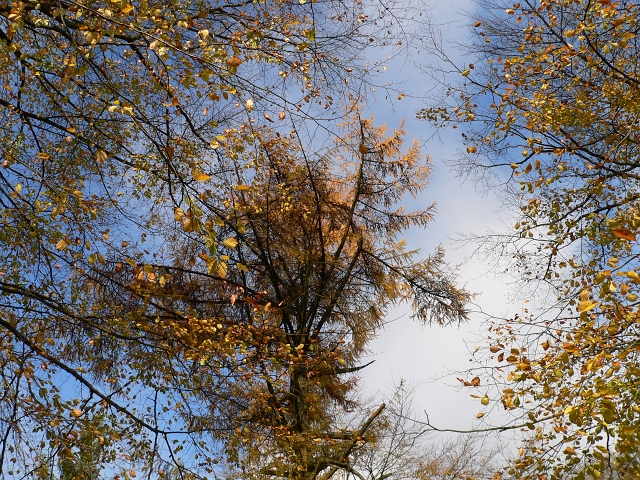 herbstlich08.jpg