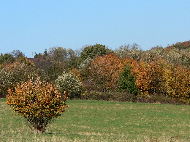herbstlich13.jpg
