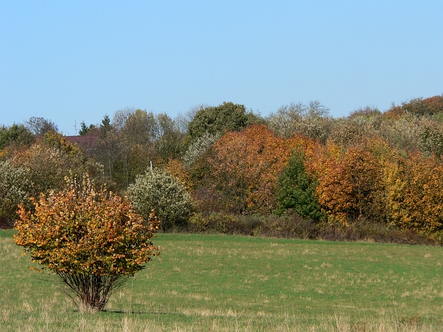 herbstlich13.jpg