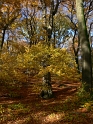 herbstlich06