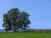 Baum auf Weide