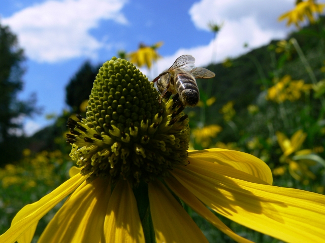 sommer02.JPG