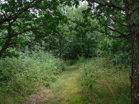 ... kamen wir auf einen idyllischen Waldpfad ...