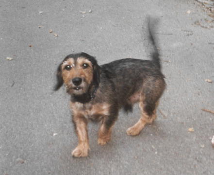 Hunde3a
