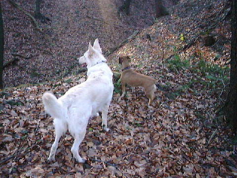 Kothen17 (2)