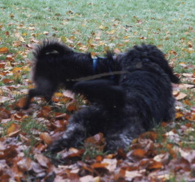 hunde1a (2)