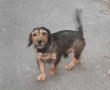 Hunde3a
