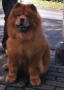 Hunde2a (2)