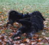 hunde1a (2)