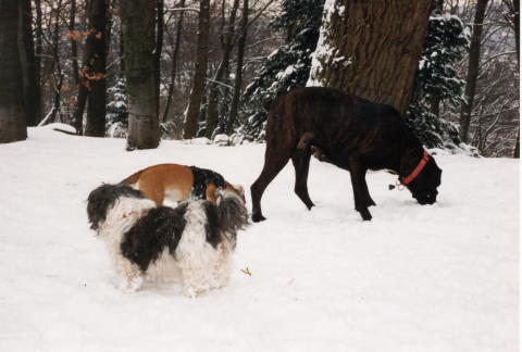 Hunde4a (2)