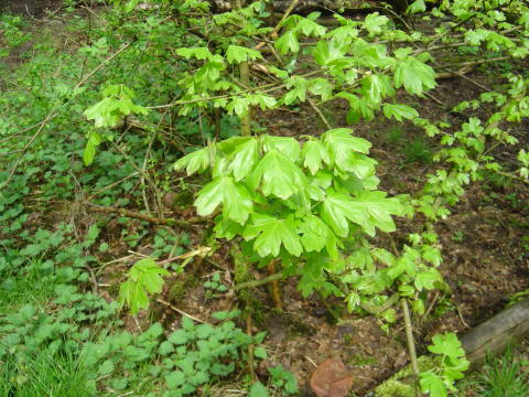 Frühling006