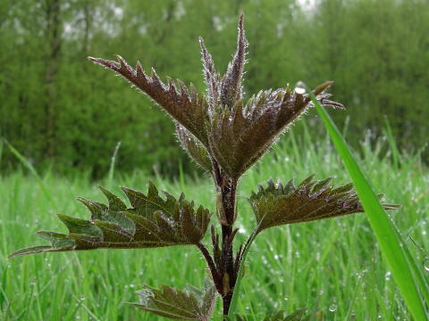 Frühling016