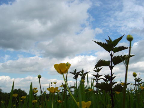 Frühling051