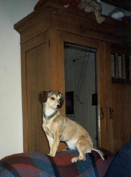 Pauli12a