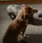3 Oktober 2003 045a