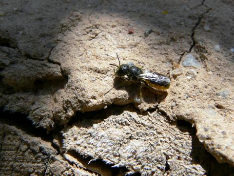 ... Solitärbienen.