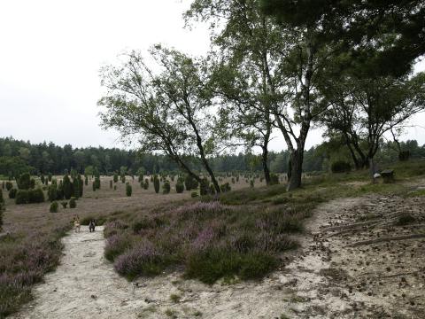 In der Heide gibt es einfach immer etwas zu sehen.