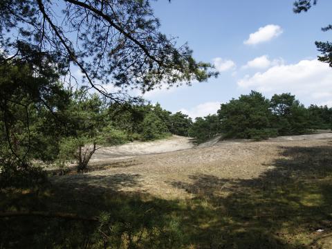 ... und die Wanderdüne ...