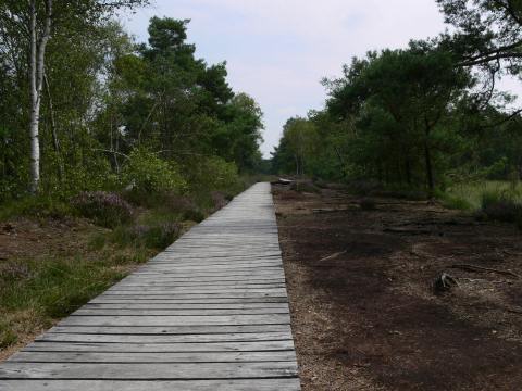 Der Holzsteg führte durchs Moor.