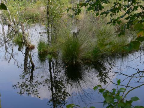 Das Moor ...