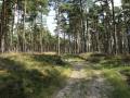 In dem Wald standen ...