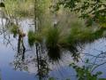 Das Moor ...