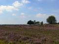 Auf der Heide war mir wohler.