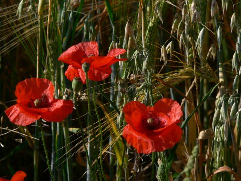 ... und Blumen ...