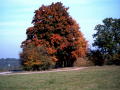 Herbst 19 Okt 2003 034a