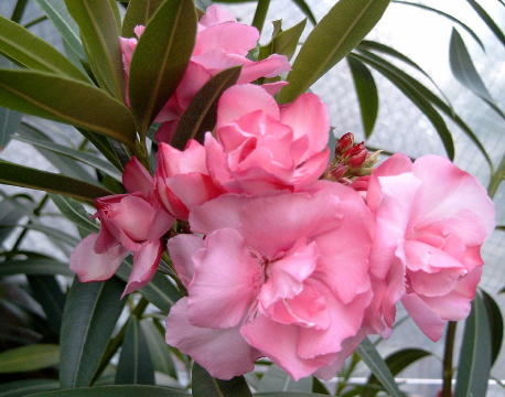 Oleander 001